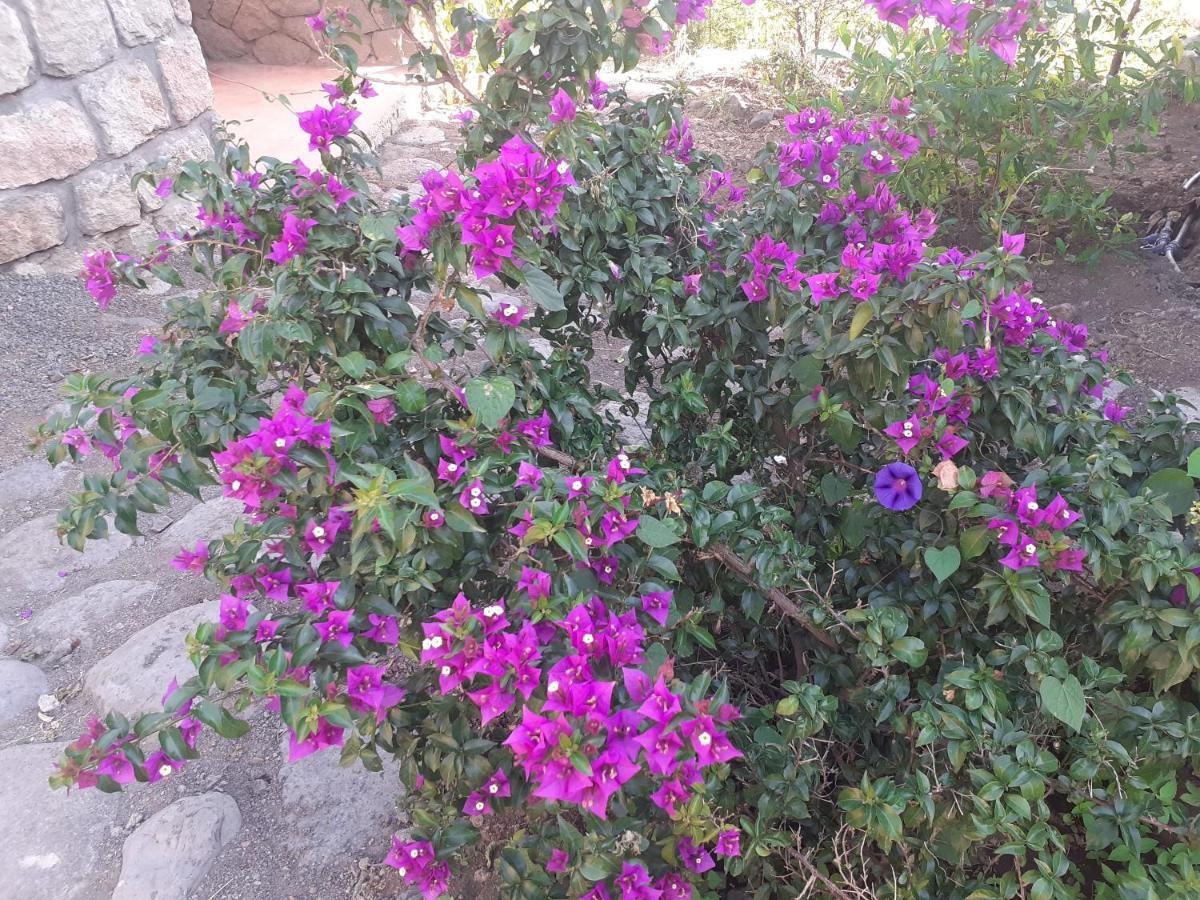 Bethan Amba Ecovillage Lalibela Exterior photo